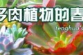 春季多肉植物養護十則-給多肉出狀態打下基礎