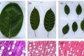 研究揭示榕樹枝條-葉片異速生長模式
