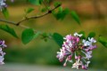 每日一花：天國之花——丁香花