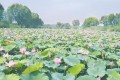 夏日最佳賞荷去處，因水漲花開遲，盛花期約在7月中旬