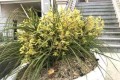 月季茶花蘭花冬天不做「這1步」，光長葉子不開花，花苞總掉！