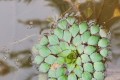 養在清水中就能保持生長的幾種清新植物，特適合擺桌面上養著