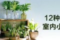 12種高顏值室內小株<em>植物</em>，給你一個春意盎然的家！（附養護心得）