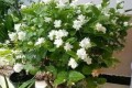 <em>新買茉莉花滿枝？</em>3個「不要」嬌貴養，秋天開成「爆花神器」