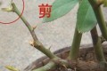 <em>月季秋天「悄悄」來一剪刀，</em>最後一茬花，又多又香，來年枝繁葉茂