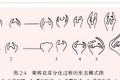 磷酸二氫鉀是催花利器，但很多花友用遲了，月季、梔子等怎麼用