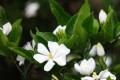 這幾種花「香味十足」，冬天養也不怕凍死，開花家裡都是花香