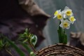 養水仙花學會這三招你想讓它什麼時候開花它就什麼時候開