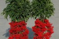 <em>過年</em>養4種喜慶富貴的<em>植物</em>，有紅花掛紅果，家裡增添不少貴氣