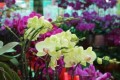 花市買花想「撿漏」，跟著小花匠，10塊錢買14盆花，你買過嗎？