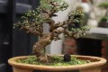 給盆栽植物「剃頭」，可以讓花卉植物生長更旺盛！