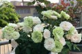 此盆栽植物號稱「開花機器」，全年都開花，種植容易，室內也能種