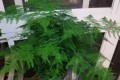 廚房裡3種「垃圾」，拿來養花效果一級棒，葉色油亮，開花不斷