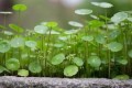 這三種花不怕雨，淋雨了反而生長快！成片開花冒綠葉