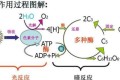 植物必須要通過太陽光合作用嗎？月亮的光可不可以？