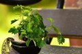 適合養成寵物的幾種盆栽<em>植物</em>，這些會動的觀賞<em>植物</em>惹人喜歡