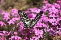 這6種花都是「一次性」的，夏天開完就丟