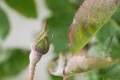 室內各種盆栽植物都會感染白粉病，四季都會爆發，要怎麼防治？