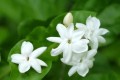 三步養成茉莉花「棒棒糖」，一次花開上百朵，還好管理