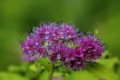 這「三植物」開花寓意好，遇水瘋長花香濃，古代大戶人家最愛養