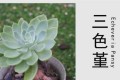 三色堇是一種黃色系蓮座型<em>多肉<em>植物</em></em>，比較好養，出狀態好看