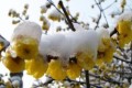 5種耐寒的花，<em>冬天大雪壓枝，</em>姿態更優美