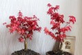 7種「紅色系」年宵花，養在家中添喜氣，紅紅火火過大年