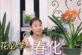 別羨慕別人家的蘭花了，學會什麼叫「春化」，你的蘭花更好看