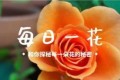 每日一花|泡泡糖雛菊，另一種絕色