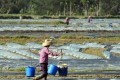 種植瓜果蔬菜，如何解決死苗死棵、爛根爛莖、萎枯猝倒的難題？