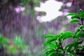 <em>夏天高溫下，</em>5種怕淋雨的花，搬到屋裡去「避暑」，<em>淋雨就玩完</em>