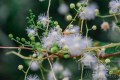 光莢含羞草花綻放的美，白色絨球小花美麗別緻，清新朦朧的花朵