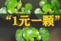 <em>水葫蘆當綠植賣，</em>是無知，還是收取智商稅？