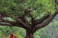 寺院道觀常見的綠植，在家養一盆，吉祥好運，特別養人