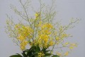 10種「耐寒花」，夏天「不長個」，冬天開滿花，越冷越香豔