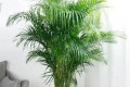 家裡養5種大盆植物，美觀大方，空氣更清新