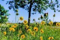 6種野花，開花一點不輸家花，挖回來栽盆裡好養還好看