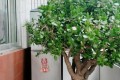 玉樹養3年，玉樹臨風「一樹花」，玉樹瓊花「太吉利」