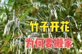 俗語「竹子開花，趕緊搬家」，竹子開花有啥預兆？為何要搬家？