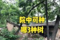 俗語「院中見三樹，不貴也添福」，指哪3種樹？院裡種什麼樹好？