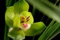 這款蘭花有著「春蘭皇后」之美譽，花型新奇，花香濃郁，易養活