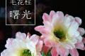 喜歡仙人球，就養「曙光」，花大色美，每年開花多次，新手也能養