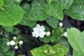 茉莉花4月不發芽？換個「方法」來養護，早早發芽又開花