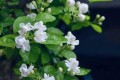 養茉莉花，用「一招」，春夏不停開花，花苞多10倍，芳香好看