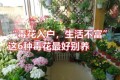 「毒花入戶，生活不富」，這6種毒花最好別養在家裡，花旺人不旺