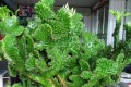 6種適合居家種植的「招財花」，擺在家裡大氣上檔次，值得擁有