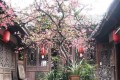 6種花「長壽命」，養它100年，就是傳家寶，賣了換樓房！