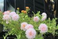 太陽花夏季「消苞」、不開花？找到原因後，就能養開花