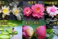 解答：蓮花（荷花），睡蓮花，王蓮花的鑑別；及主要珍品欣賞