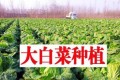 如何才能種好大白菜？這3個方面一定不能忽視